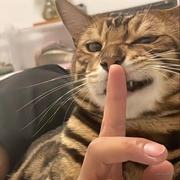 山海一只猫的个人资料头像