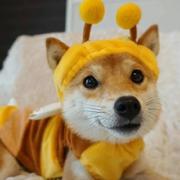 VD嗡嗡的个人资料头像