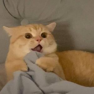 要糕糕糕兴头像