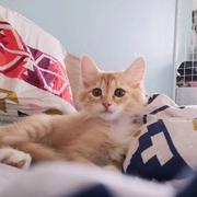 前端Rona的个人资料头像