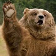 爱跺脚的熊的个人资料头像