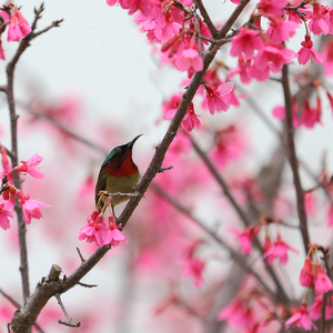 春晓头像