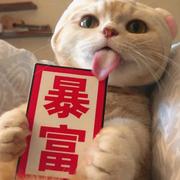 毛小桃的个人资料头像