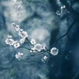 红茶783头像