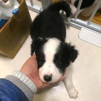 一身反骨薯条酱头像