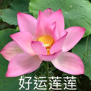 花见花开头像