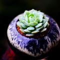 豫城桐花头像