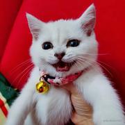 李花白也的个人资料头像