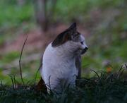 用AI搞技术的个人资料头像