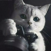 一只跳水的猫的个人资料头像