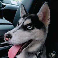 犬8私房菜头像