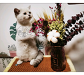 小南喵猫舍头像