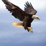MH6371头像