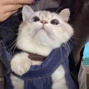 linlau的个人资料头像