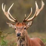 奇幻海燕h5h头像