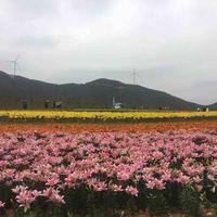 木木撕想家头像