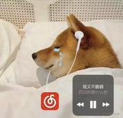 大鱼南溟的个人资料头像