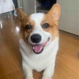 牛哄哄大仙头像