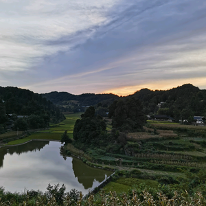 那山那塘那些树头像