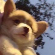 UNDERTHETREE的个人资料头像