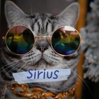 痞猫天狼星头像