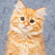 风清扬6538的个人资料头像