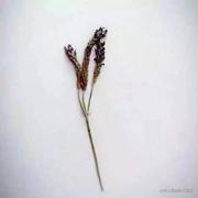 May_day的个人资料头像