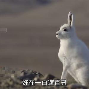 七上八下头像