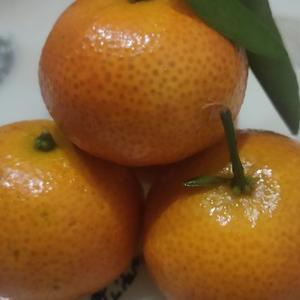 洒脱的橘子影视头像