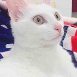 默陌沫whpgan头像