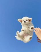 Flying的个人资料头像