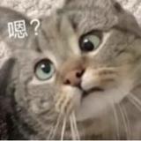 栖桐嗷头像