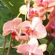 圆泥巴球LOVE圆豆豆的个人资料头像