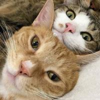 双胞胎的日常头像