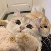 timsping的个人资料头像