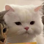 学啥啥不会的个人资料头像