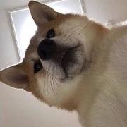 谷谷11的个人资料头像