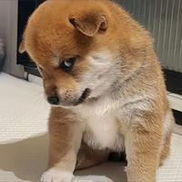 认真的小小司机头像