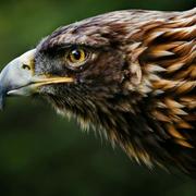 徳柏的个人资料头像