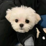 zyczyc70的个人资料头像