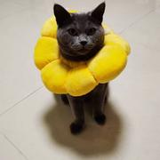 Faith__的个人资料头像