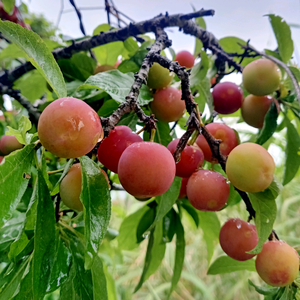 花姐姐说影视头像