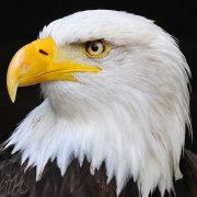 坏人猖獗是因为好人沉的个人资料头像