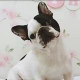 自由神鹿头像