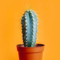 直隶画中仙头像