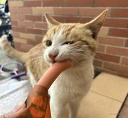 小小的劳资的个人资料头像