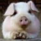 玩同志的个人资料头像