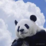 顾岫的个人资料头像