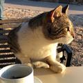 施主你此生猫缘深重头像
