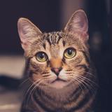小镇的猫8833990头像